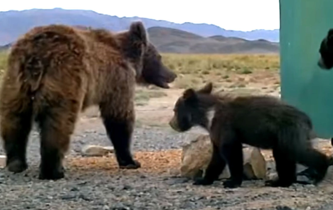 Мазаалай баавгайг 10 мянган хүүхэд үзэж, сонирхжээ